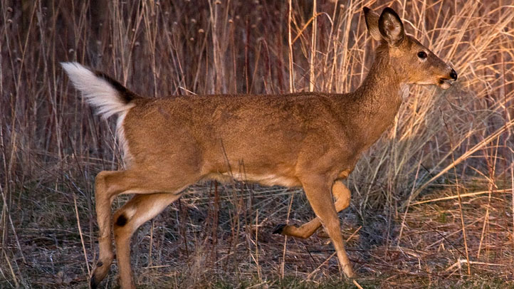 Texas Expands CWD Containment Zone