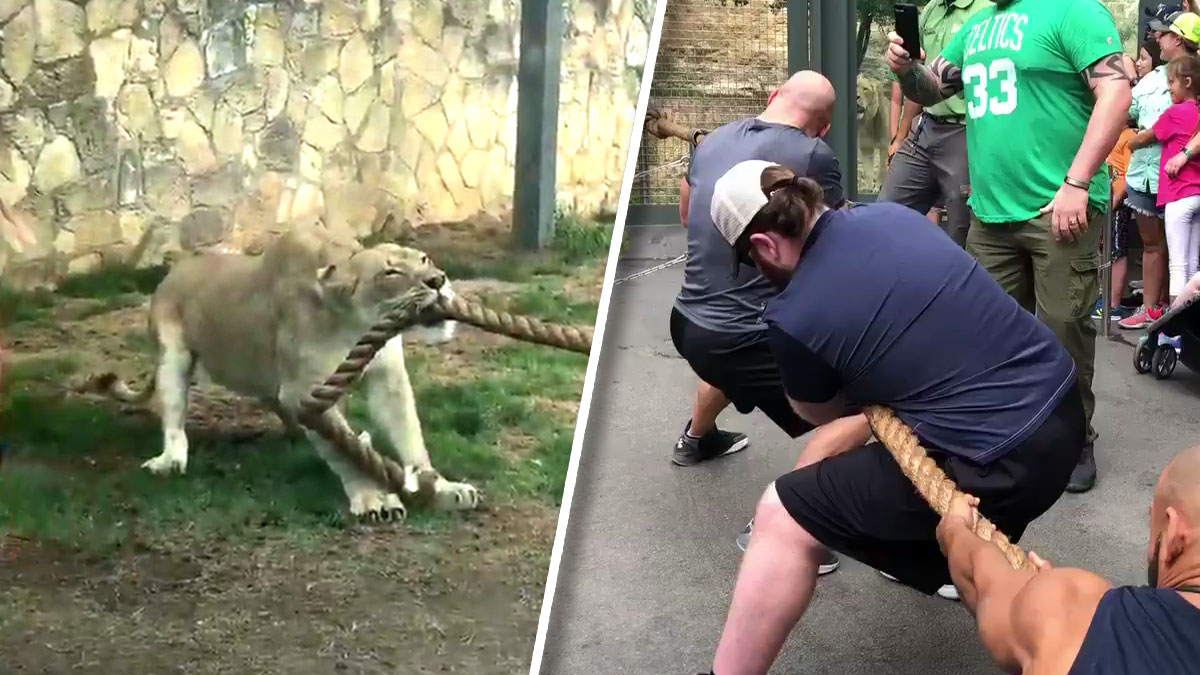 Tug of War: Lion Cub vs Wrestlers